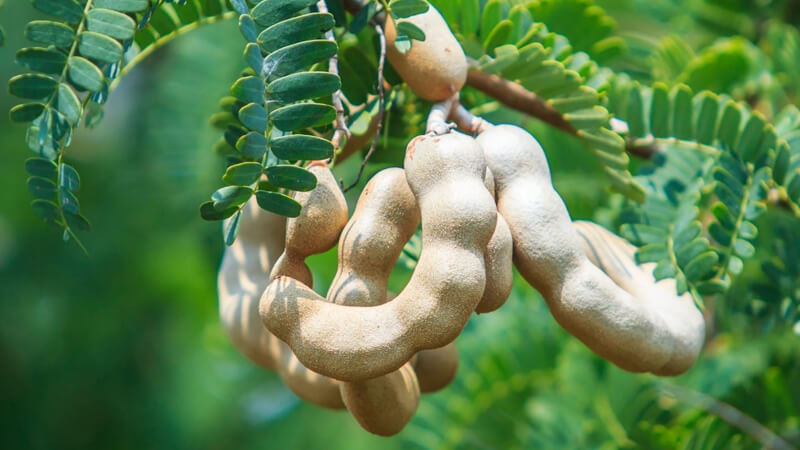 trong-cay-me-truoc-nha-co-tot-khong-co-hop-phong-thuy-khong-202112132309214551
